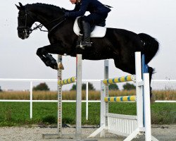 dressage horse Rimmon Hadad (Westphalian, 2005, from Rubinero 2)