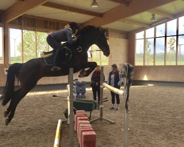 Springpferd Hakita (Belgisches Warmblut, 2007, von Massimo)