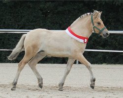 horse Sleepy Hollow (Fjord Horse, 2017, from Irving)