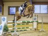 jumper Oak Grove's Watson (Oldenburg show jumper, 2013, from Wandor v.d.Mispelaere)