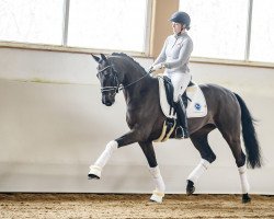 dressage horse Sonrisa (Westphalian, 2014, from Scuderia)