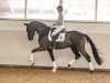 dressage horse San Bernardo (Oldenburg, 2014, from San Amour I)