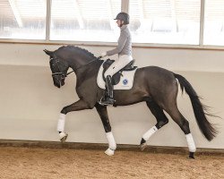 dressage horse San Bernardo (Oldenburg, 2014, from San Amour I)