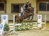 jumper Little big man 42 (Oldenburg show jumper, 2014, from Lyjanero)