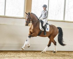 dressage horse Fausto (Oldenburg, 2013, from Feu D'Or 2)