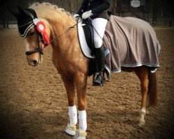 dressage horse Remember Me 75 (German Riding Pony, 2006, from Stukhuster Ricardo Go For Gold)