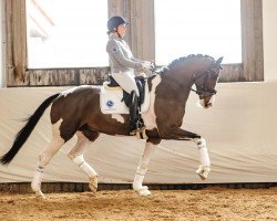 dressage horse Erasmus (Danish Warmblood, 2013, from Erlando)