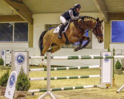 jumper Birdy 8 (German Sport Horse, 2010, from Blue Balou)