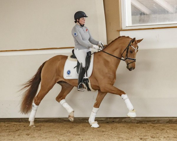 dressage horse Belami (Westphalian, 2014, from Belissimo NRW)