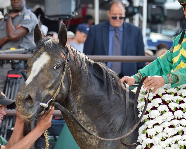 stallion Honor Code xx (Thoroughbred, 2011, from A. P. Indy xx)