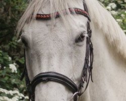 dressage horse Conti il Conte (Trakehner, 2005)