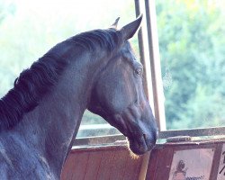 dressage horse Dance With Me 19 (Hanoverian, 2013, from Don Index)