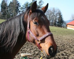 horse Lady Lou (Bavarian, 1995, from Lasandro)