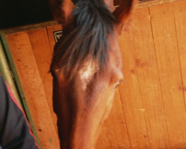 horse Point of View (Rhinelander, 1994, from Pro Ratio)