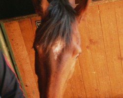 horse Point of View (Rhinelander, 1994, from Pro Ratio)