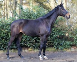 broodmare Totilas Princess (Oldenburg, 2012, from Totilas)