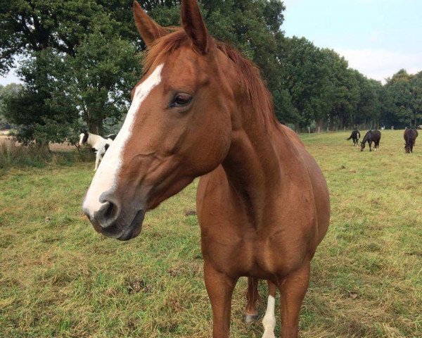 broodmare Golde (Hanoverian, 2008, from Garant)