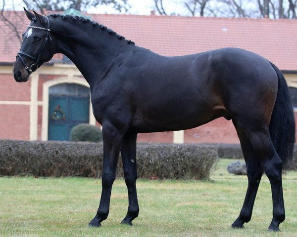 stallion 2465 Casual (Holsteiner, 2015, from Casall)