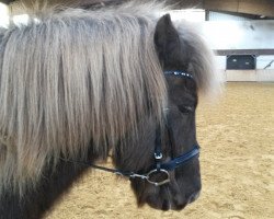 dressage horse Dagur Maris Baltici (Iceland Horse, 1997, from Dani fra Asgård)