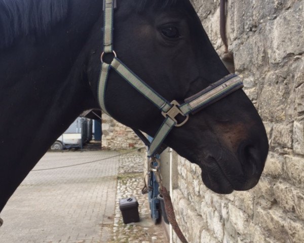 dressage horse Danciera 3 (Hanoverian, 2007, from Dancier)