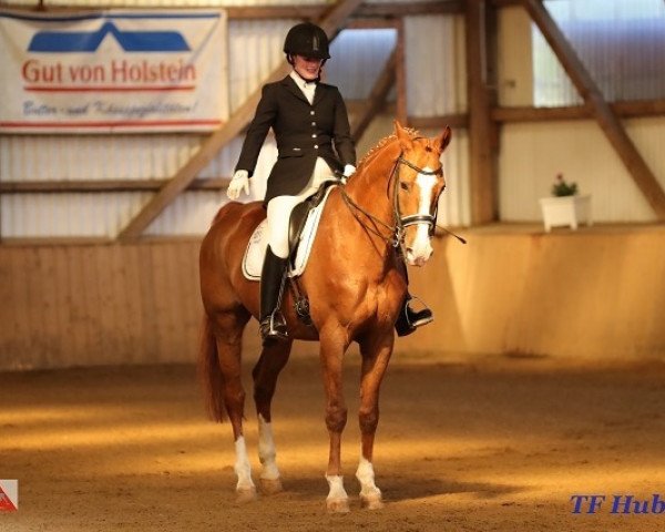 dressage horse Piccolino 68 (Westphalian, 2002, from Fürst Piccolo)