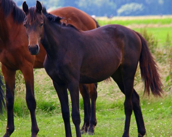 dressage horse Roxanne BB (Oldenburg, 2015, from Tolegro)