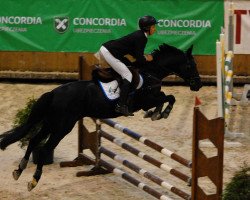 jumper Odrecka (polish noble half-breed, 2007, from Fred)