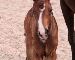 dressage horse Serenata BB (Oldenburg, 2017, from De Niro)