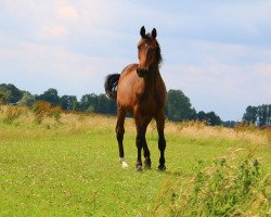 dressage horse Sergina of the age BB (Oldenburg, 2015, from Spirit of The Age OLD)