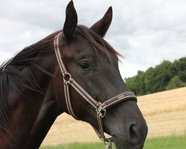 horse Moritz (Trakehner, 2015, from Sixtus)