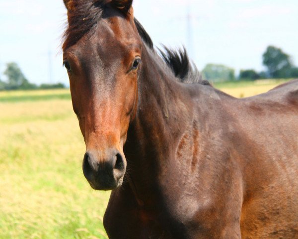dressage horse Tolegro's son BB (Oldenburg, 2015, from Tolegro)