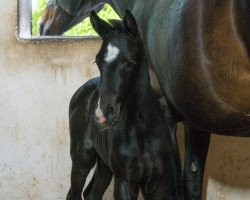 Dressurpferd ToDieFor BB (Oldenburger, 2016, von Tolegro)