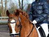 dressage horse Lady in Red 16 (German Riding Pony, 2008, from Pilgrim’s Red)