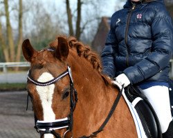 dressage horse Lady in Red 16 (German Riding Pony, 2008, from Pilgrim’s Red)