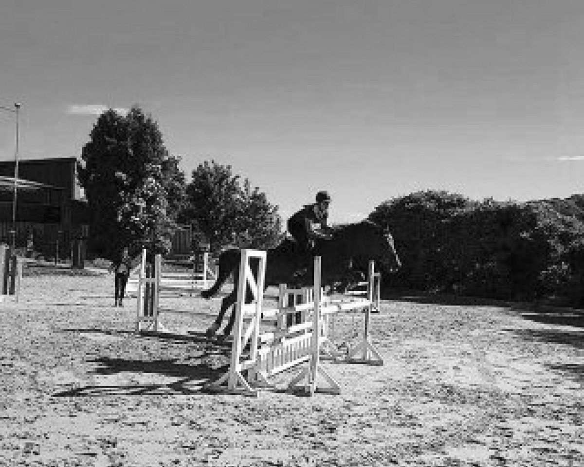 jumper Li'l Lovin' (Hanoverian, 2000, from Landsieger I)