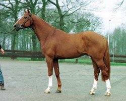 Deckhengst Madison (KWPN (Niederländisches Warmblut), 1994, von Guidam)