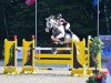 stallion Silent Hill B (Oldenburg show jumper, 2004, from Sydney)