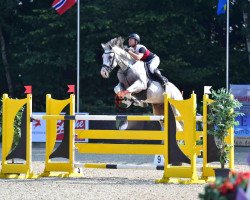 stallion Silent Hill B (Oldenburg show jumper, 2004, from Sydney)