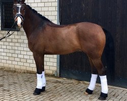 dressage horse Bumblbee (Rhinelander, 2013, from Bretton Woods)