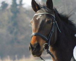 broodmare Cindaralla xx (Thoroughbred, 2011, from Lord of England xx)