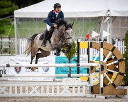 jumper Corindia de La Reselle (Swiss Warmblood, 2011, from Coronino)