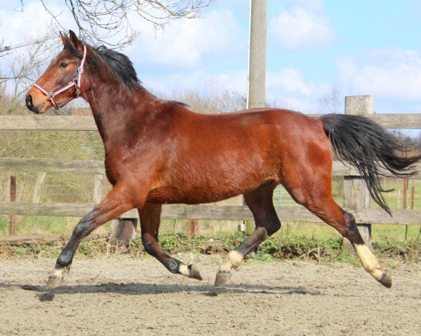 Springpferd Jidane (Koninklijk Warmbloed Paardenstamboek Nederland (KWPN), 2014, von Cidane)