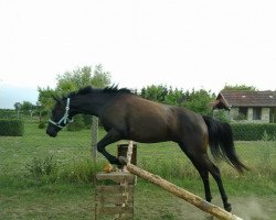 dressage horse Rumero 2 (German Sport Horse, 2006, from Rubinero 2)