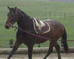 Springpferd Magic de la Cabuse CH (Schweizer Warmblut, 2009, von Donnerknall-Ben)