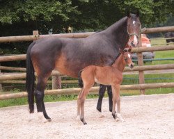 dressage horse Djamila BB (Oldenburg, 2017, from Callaho's Benicio)