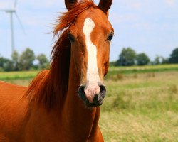 jumper Crumble 13 (Oldenburg show jumper, 2015, from Christian 25)