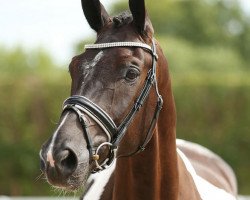 Springpferd First Champion (Oldenburger, 2009, von Fifty Cent)