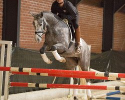 Springpferd Valery BB (Oldenburger, 2012, von Valeron)