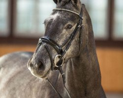 broodmare Diablesse BB (Oldenburg, 2013, from Diarado)