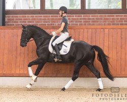 dressage horse Trésor Noir (Oldenburg, 2014, from Totilas)